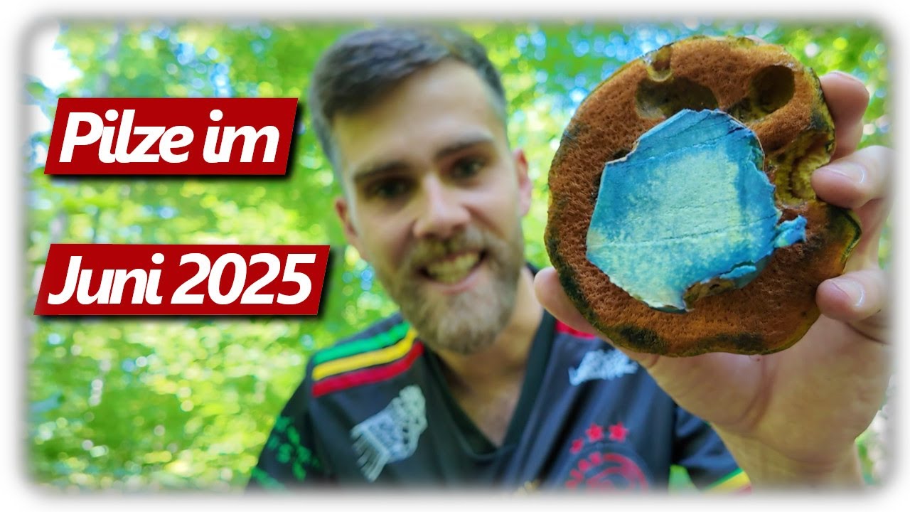 Mission Pfifferlinge finden 2025 | Pilze sammeln im Juni