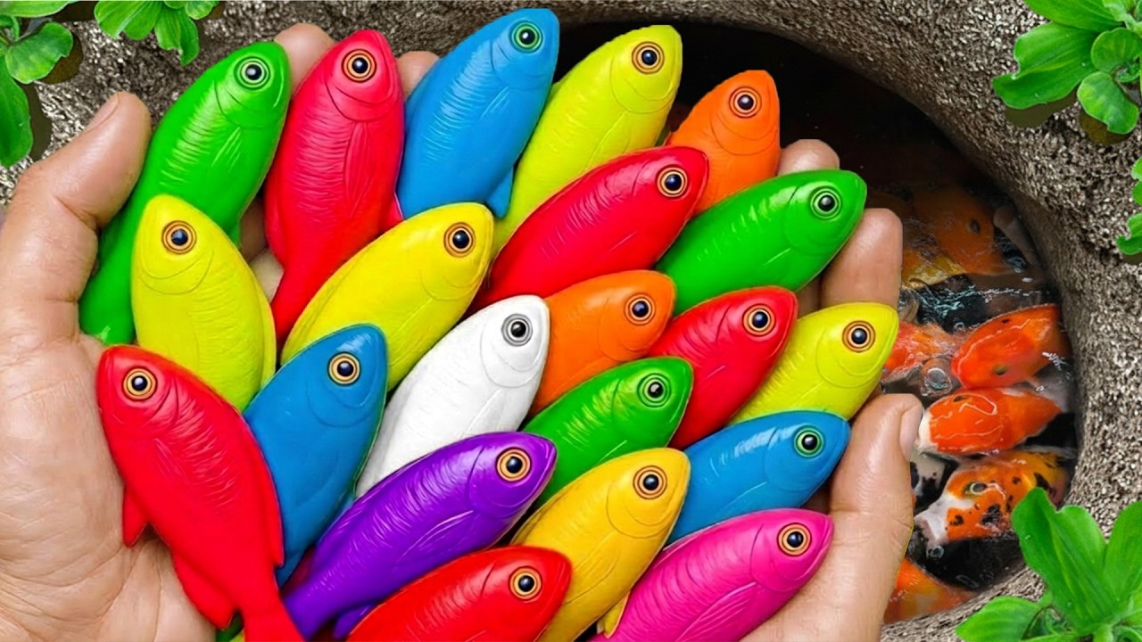 Catch beautiful aquarium fish in small pond: baby turtles, eel, koi, pencil fish, guppies, platyfish