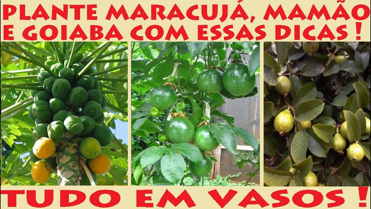 Como Plantar Maracujá, Mamão e Goiaba por sementes, muitas dicas!