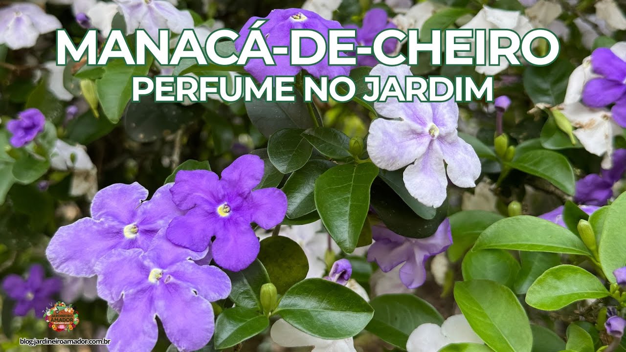 Manacá-de-Cheiro | Flores Perfumadas e Beleza no Jardim