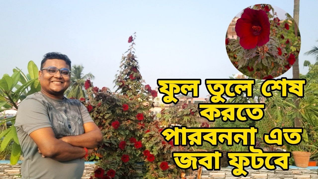 এই একটা জবা বাগানে আনলে এত ফুল ফুটবে গুনে শেষ করতে পারবেন না | Hibiscus plant care |