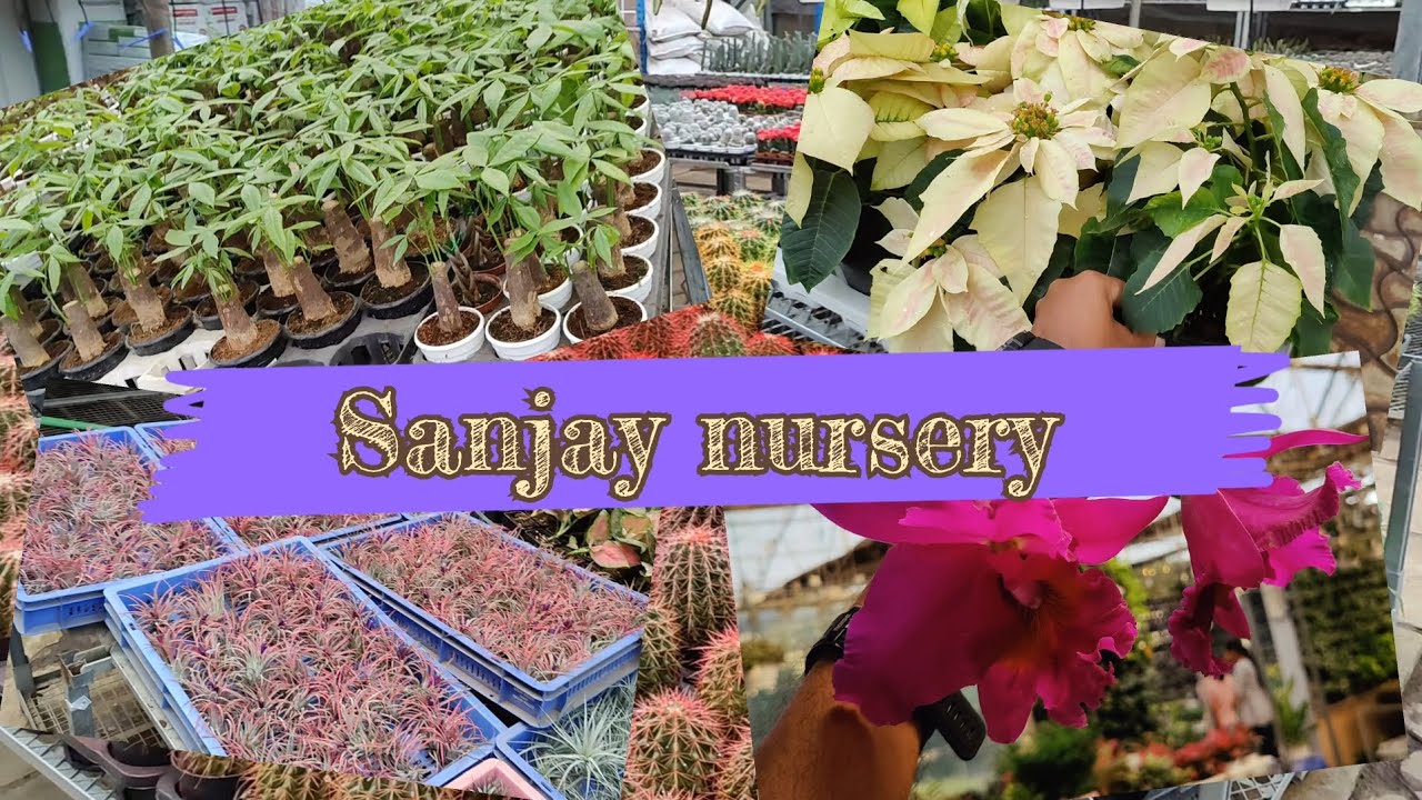 Pune's Wholesale plant nursery l One of the biggest Nursery l Nursery visit l Sanjay Nursery
