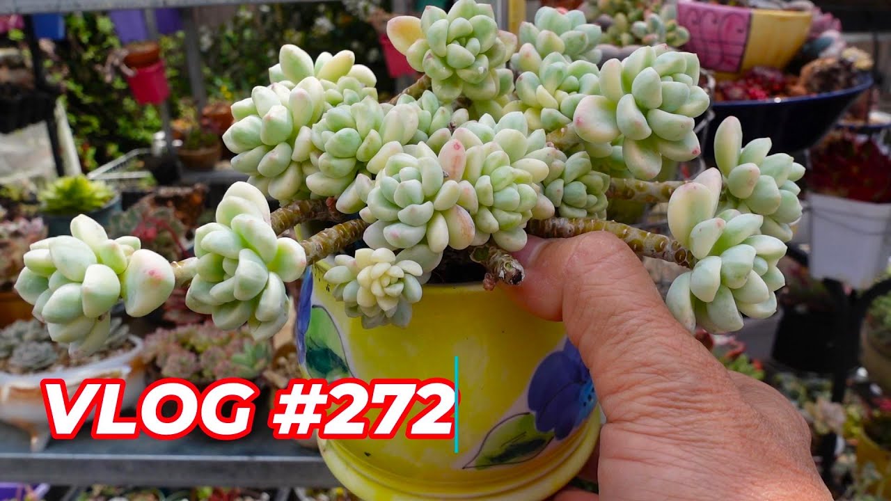 PROPAGATE Sedum Clavatum Variegated & POT FEET | VLOG #272 - Growing Succulents with LizK