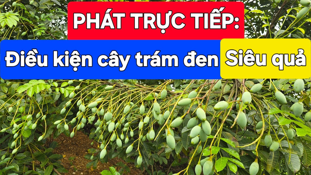 PHÁT TRỰC TIẾP: Các điều kiện có cây trám đen siêu sai quả
