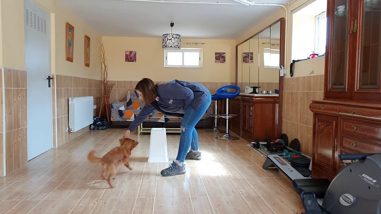 ¿Cómo enseñar a tu perro? RODEAR OBJETOS paso a paso