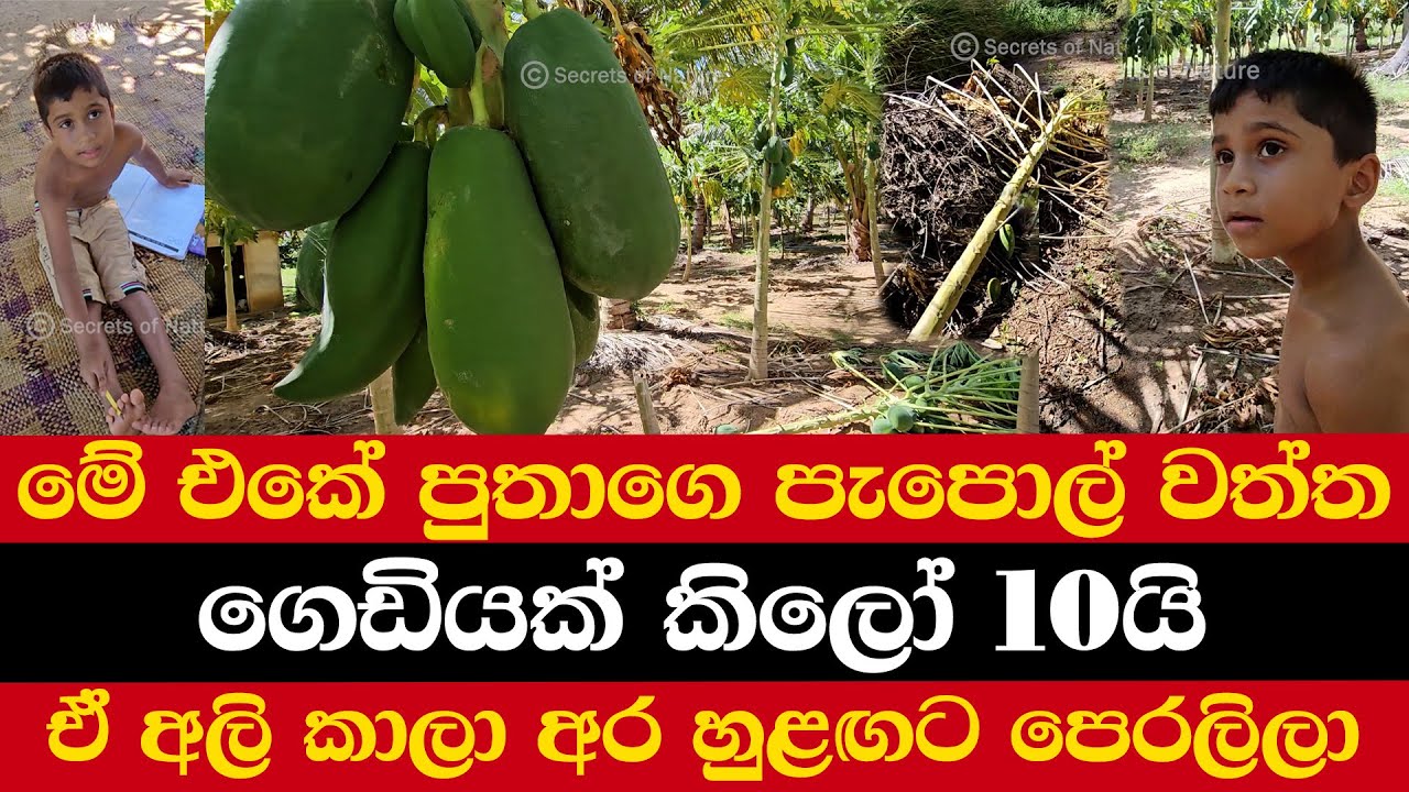 මේ එකේ පුතාගෙ පැපොල් වත්ත | ගෙඩියක් කිලෝ 10යි | ඒ අලි කාලා අර හුළඟට පෙරලිලා