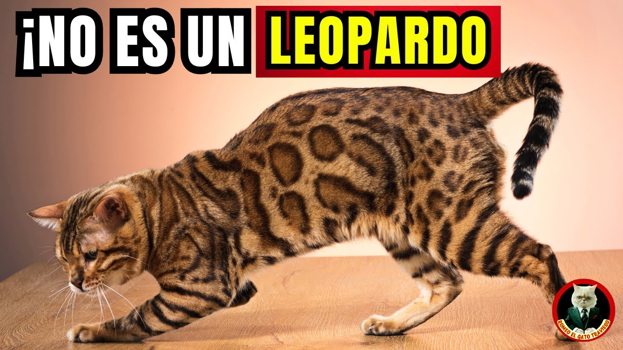 GATO BENGALÍ: Características, SECRETOS y lo que NADIE TE DICE
