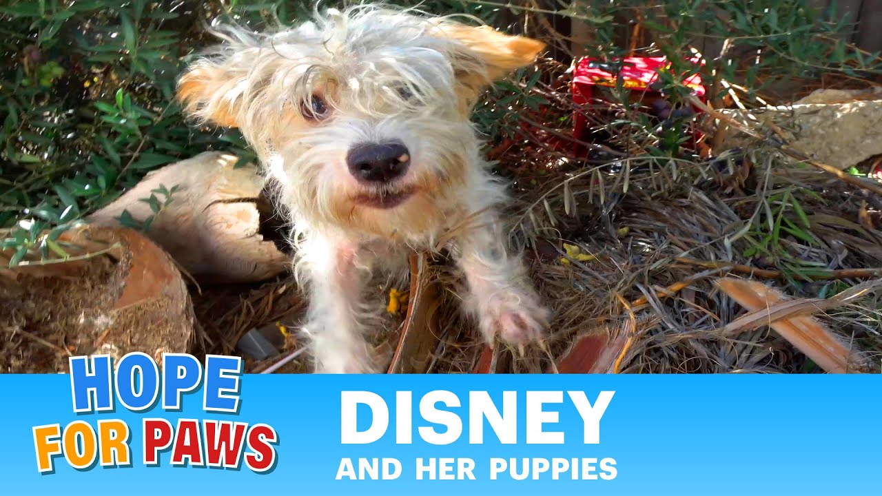 Puppies born in a desert town - their mom almost got me!!! 😬 #terriers