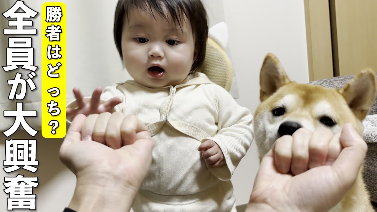 可愛すぎる対決♡柴犬と1歳児がどっちだゲームに大興奮！