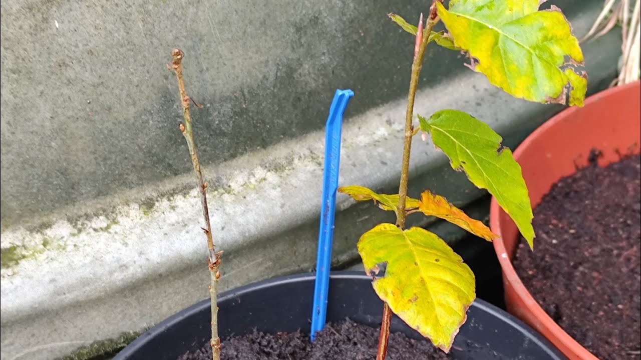 Oak Vs Beech Sapling Root System Demonstrating Competitive Strategies Quercus robur Fagus sylvatica