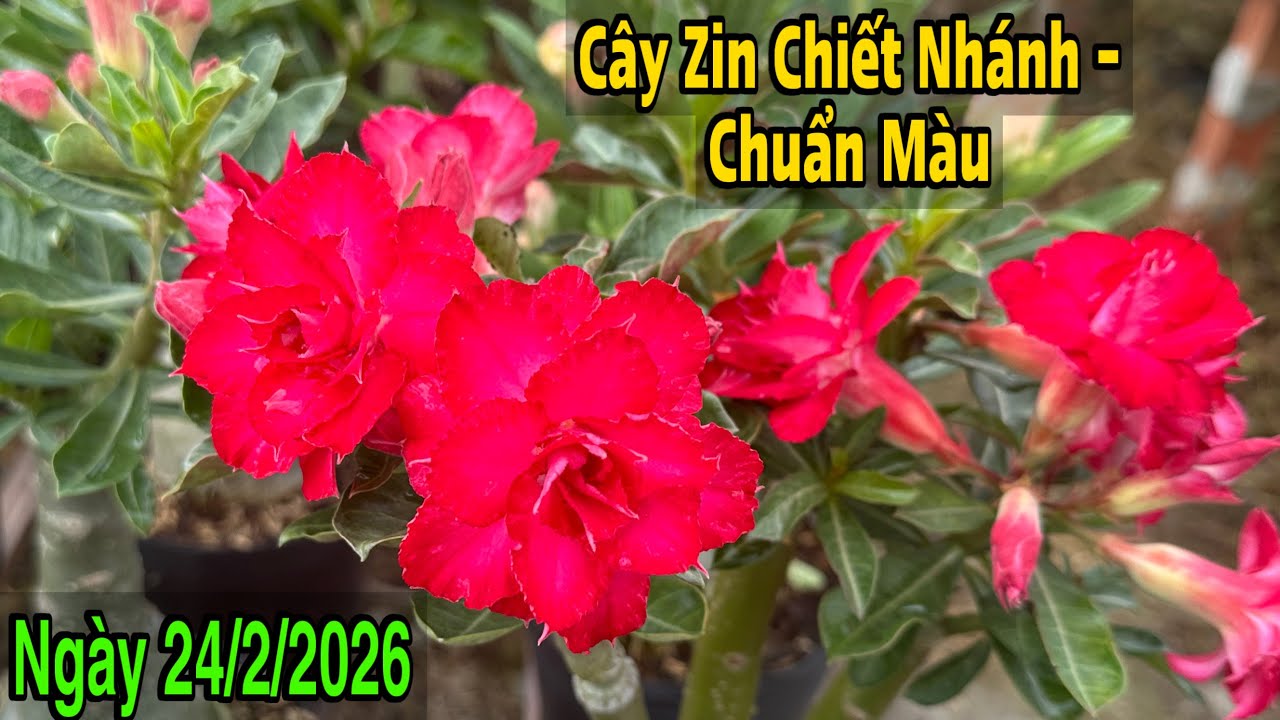 Ngày 24/2 - Lô 32 cây sứ zin đẹp, chuẩn giống, chiết nhánh ☎️ 070.2727.998 Trung Lê 