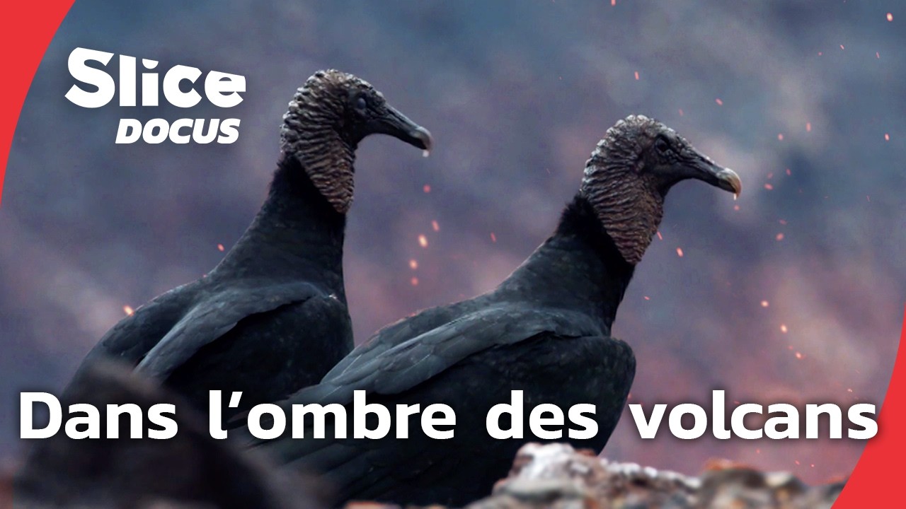 Peuples des volcans | Episode 4: renaître parmis les cendres  | SLICE Docus