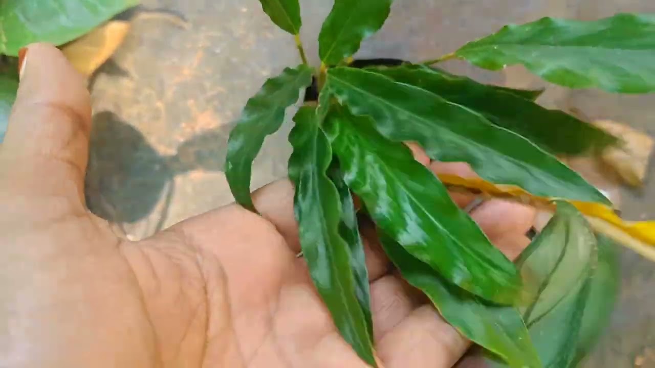 Calathea കുറഞ്ഞ വിലയിൽ 9207746484
