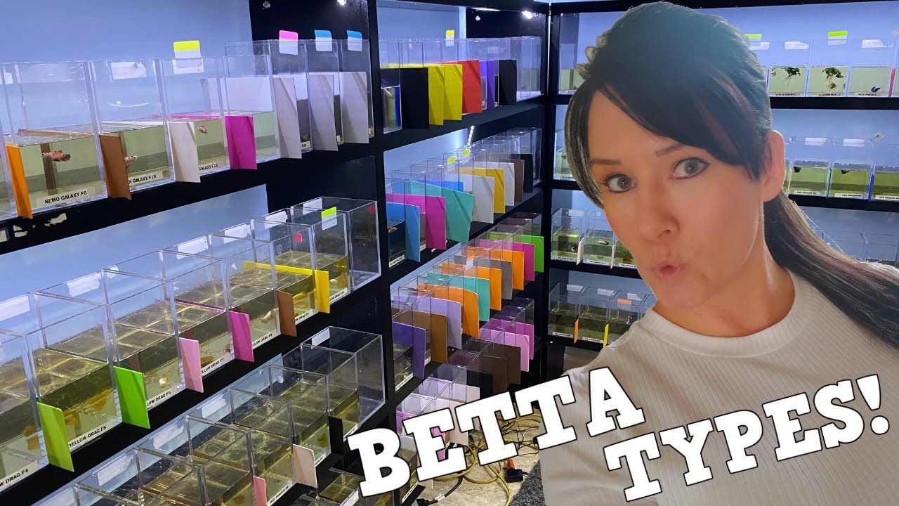 What Are The BEST Betta Fish Types?