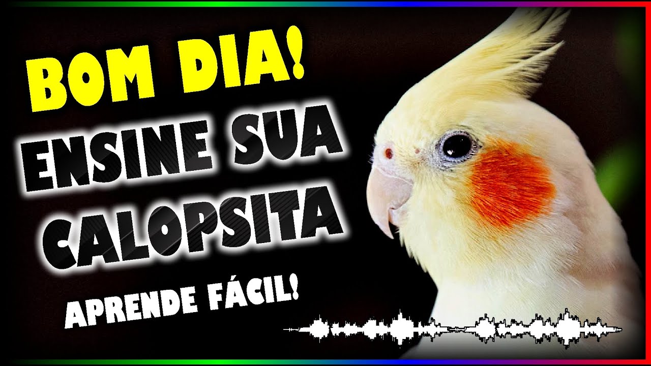 CALOPSITA FALANDO BOM DIA - TREINAMENTO PARA ENSINAR SUA CALOPSITA (OTIMA QUALIDADE PARA ENCARTE!)