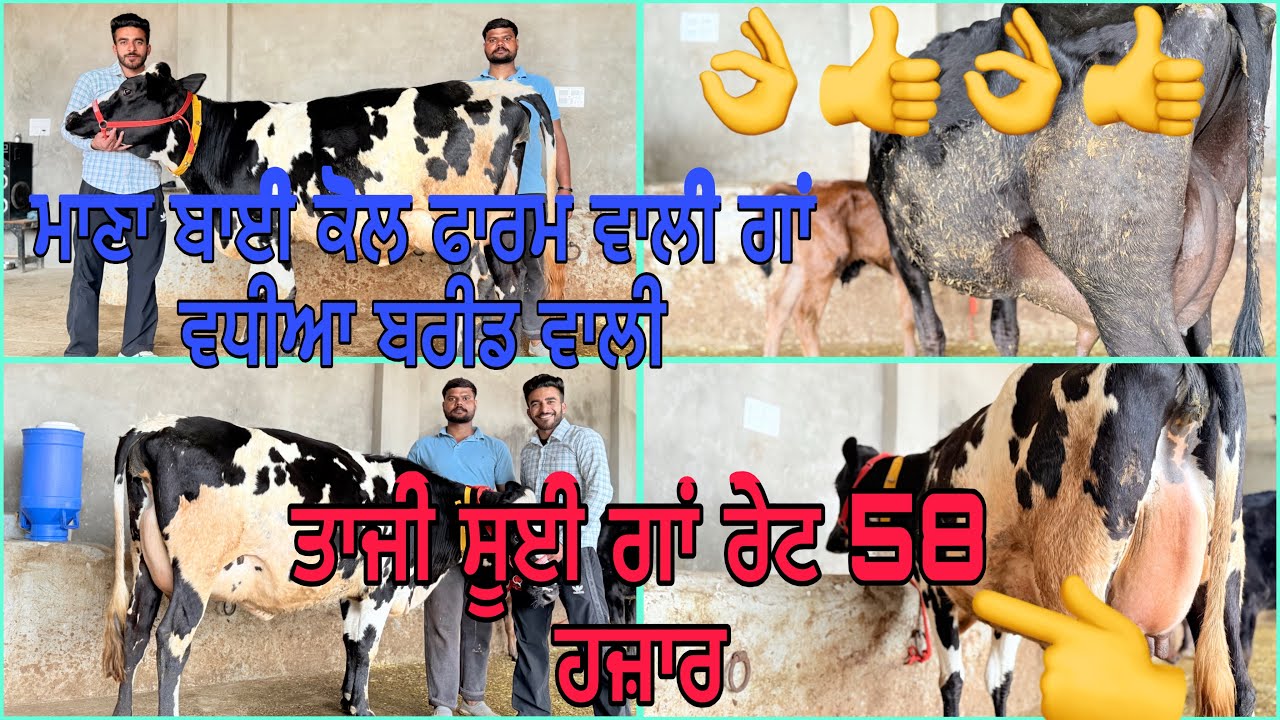 10 ਮਾਰਚ 2026 ਫ਼ੋਨ 8427407053 ਮਾਣਾ ਡੇਰੀ ਫਾਰਮ ਪਿੰਡ ਭੋਮਾ ਅੰਮ੍ਰਿਤਸਰ ਨਿੱਕੇ ਨਿੱਕੇ ਰੇਟ ਸੂਈ ਗਾਂ ਮੀਣੀ ਝੋਟੀ 