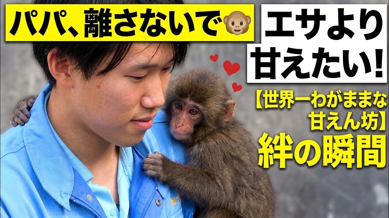 【パンチくん🐵】飼育員さんが僕のパパ！腕から離れない甘えん坊♡