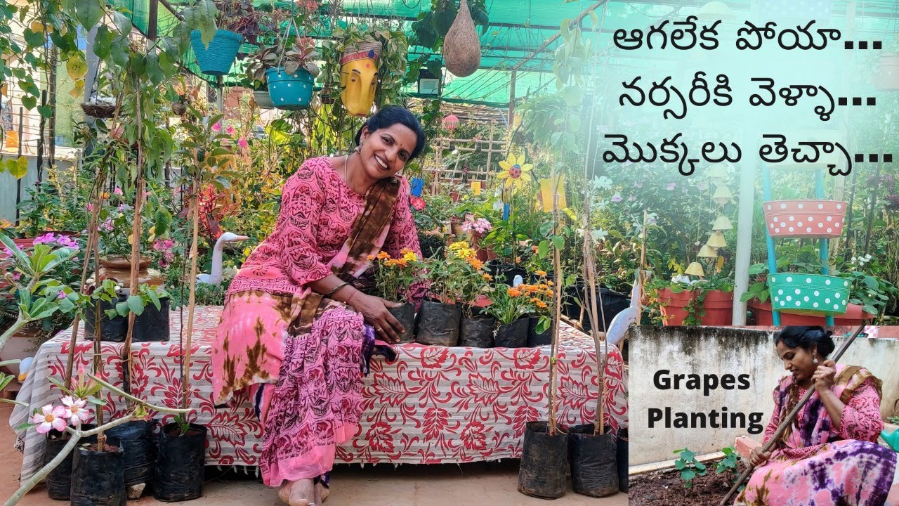 తోటకు వచ్చిన కొత్త పండ్ల మొక్కలు🍐🍎🍈Planting Grapes In The Ground🍇New Plants Addition🌴Saileela Vlogs