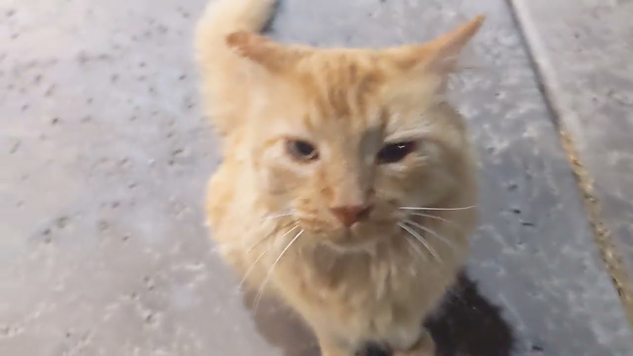 rolo 8 years old may he rip in heaven