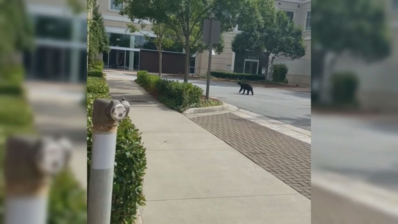 A wild encounter: Bear spotted at local shopping center, customer catches it on camera | WSB-TV