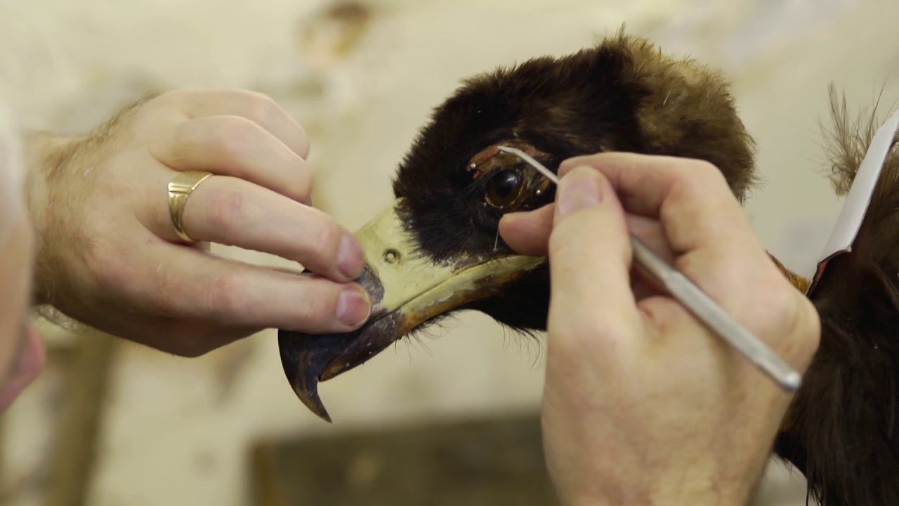 Black Vulture Restoration at Wollaton Hall