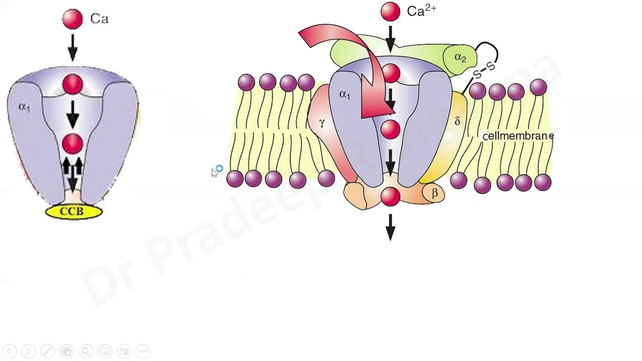 CCB (Calcium Channel Blocker) Toxicity Overview_Dr Pradeep Rangappa