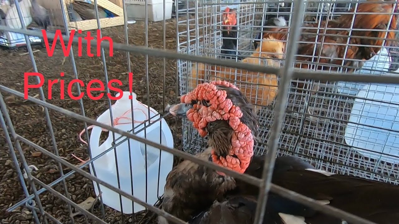 Amish Animal Auction!!! Pigeons, Ducks, Pheasants, Turkeys and More!!! (Pt.1)