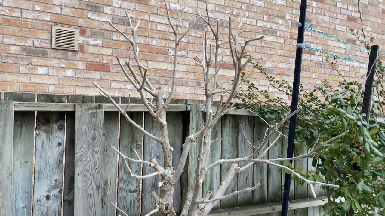 Pruning my Rose of Sharon Garden Tree - February 2022