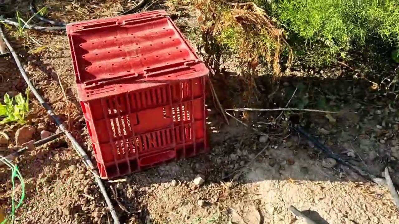 Entutorado de jud&iacute;a plana de enrame.