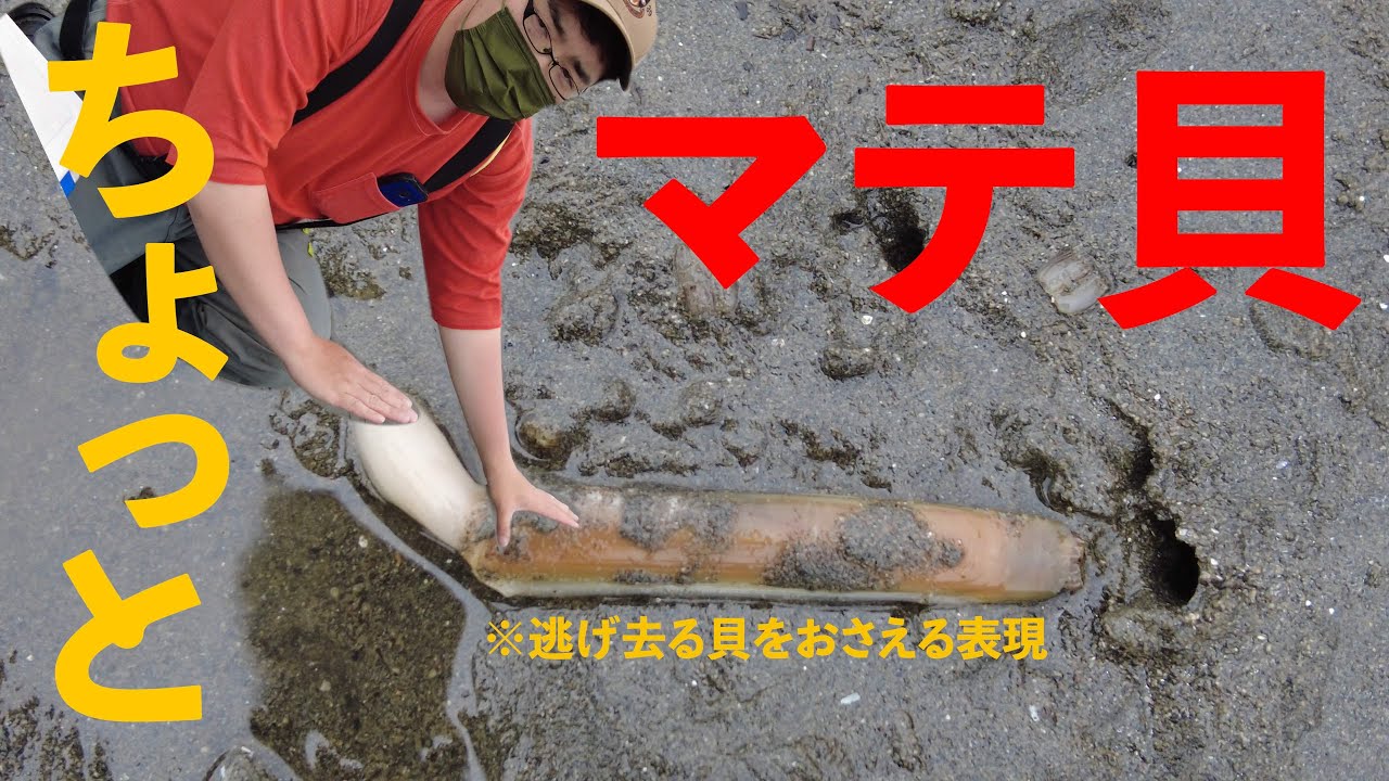 今年は豊作！干潟のスター「マテガイ」ハント！基礎のキソ～実践まで