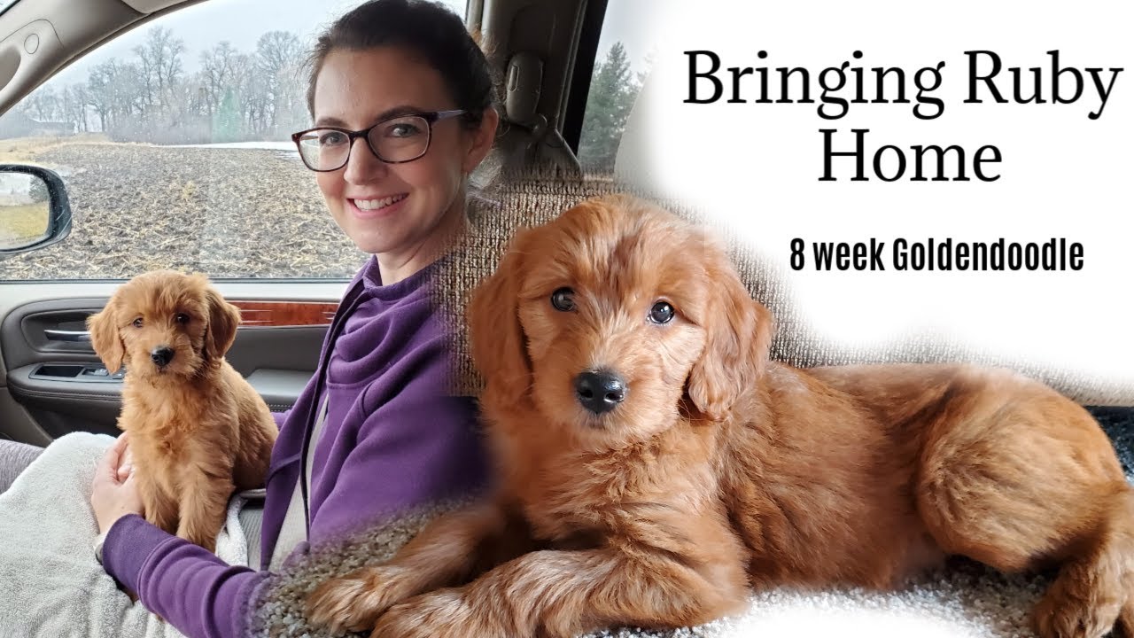 Bringing Home Our Goldendoodle Puppy | 8 week old Goldendoodle