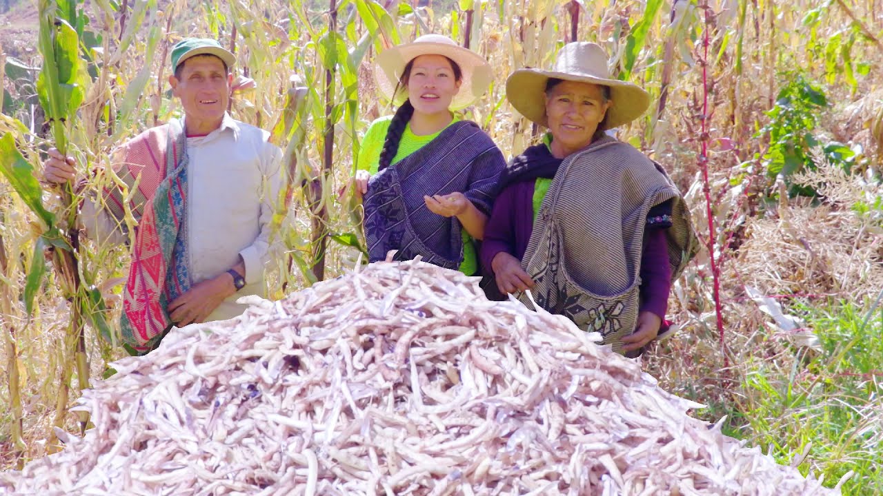 Cosecha de la rica ñuña en el campo