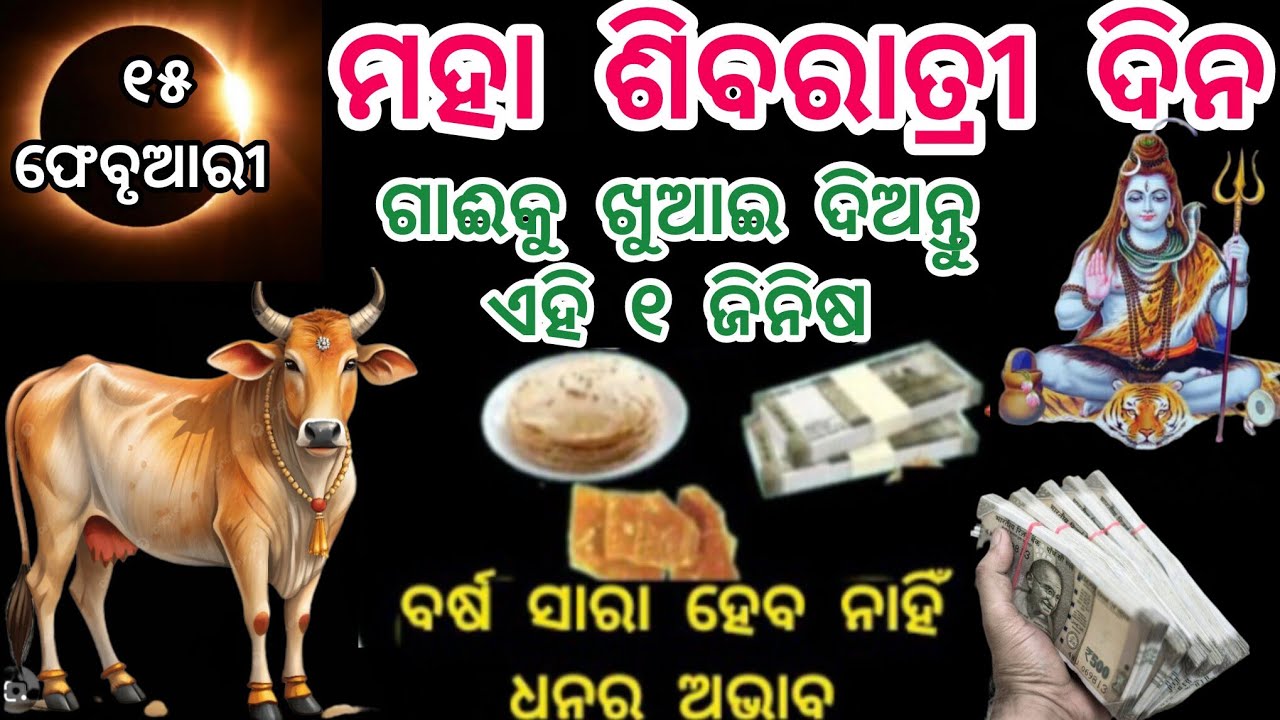 ମହା ଶିବରାତ୍ରୀ ଜାଗର ଦିନ ଗାଈକୁ ଖୁଆଇ ଦିଅନ୍ତୁ ଏହି୧ ଗୁପ୍ତ ଜିନିଷ, ଧନର ବର୍ଷା ହେବ//mahashivratri 2026