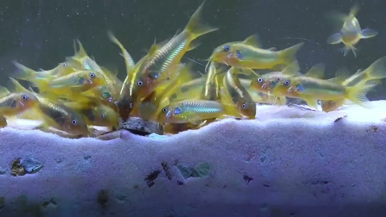 Krzyżówka samca Osteogaster sp. CW009 