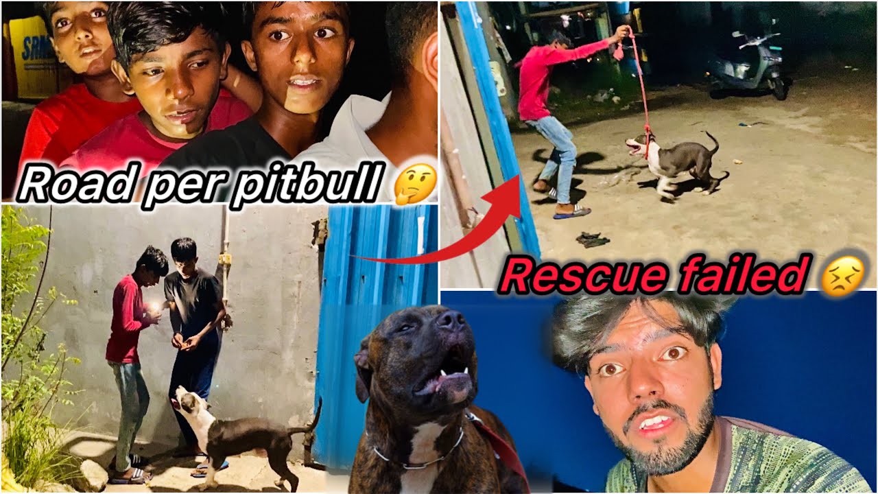 Elephant Pitbull Buri halat main mila 😳 || Rescue Went wrong 😑