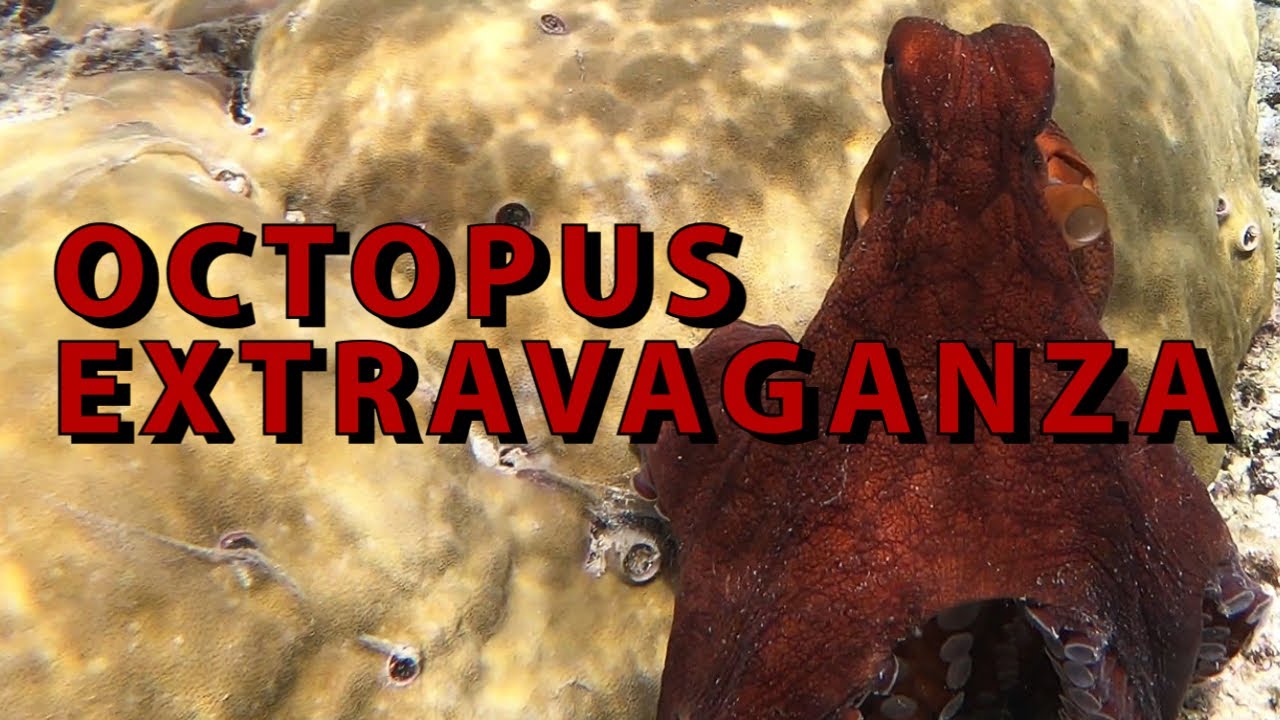 Octopus Extravaganza! (I saw 3!)