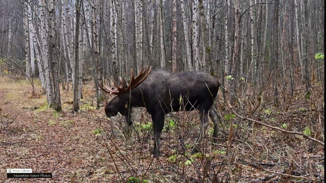 Шрамы от драки и сломанные рога у лося-самца #аляска #дикаяприрода #лось