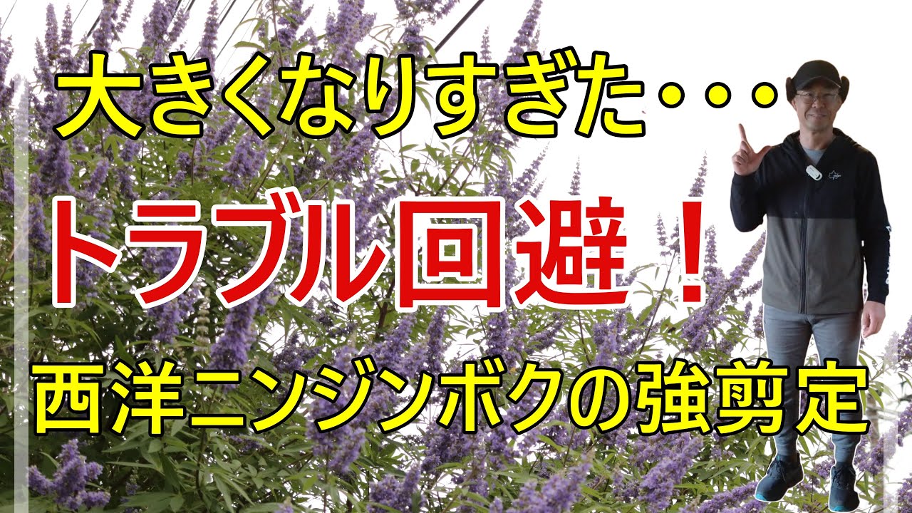 [ガーデニング] 放置するとトラブルに！？西洋ニンジンボクの強剪定で美しく管理