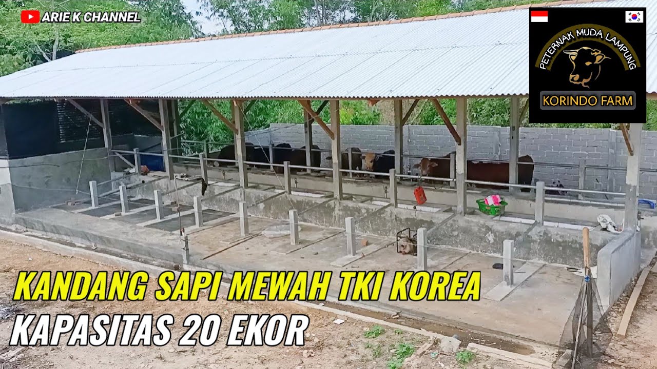 Kandang Sapi Baru Bagus Sekali Desainnya Milik TKI Korea Kapasitas 20 Ekor