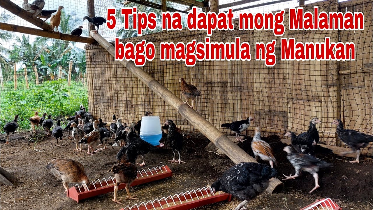 5 Golden Tips Before Starting a Poultry Farming | Chicken Farming
