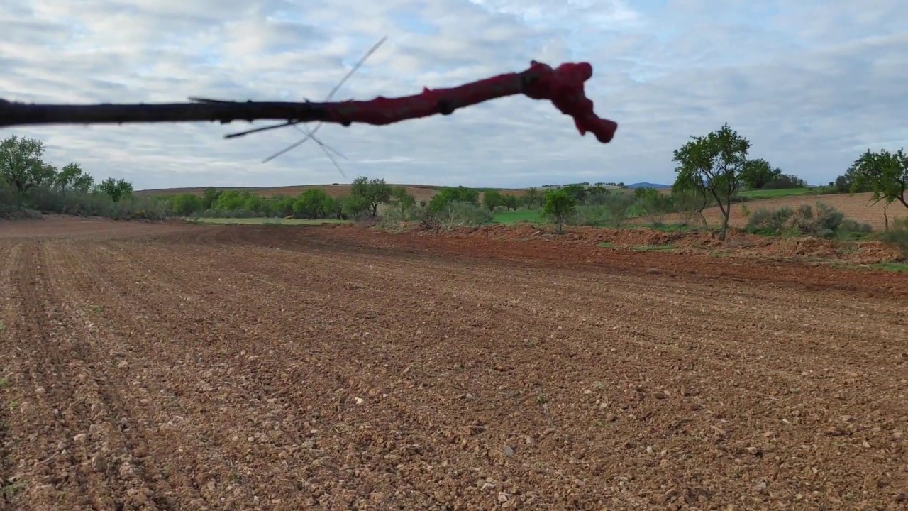 Trabajos de plantación de viña