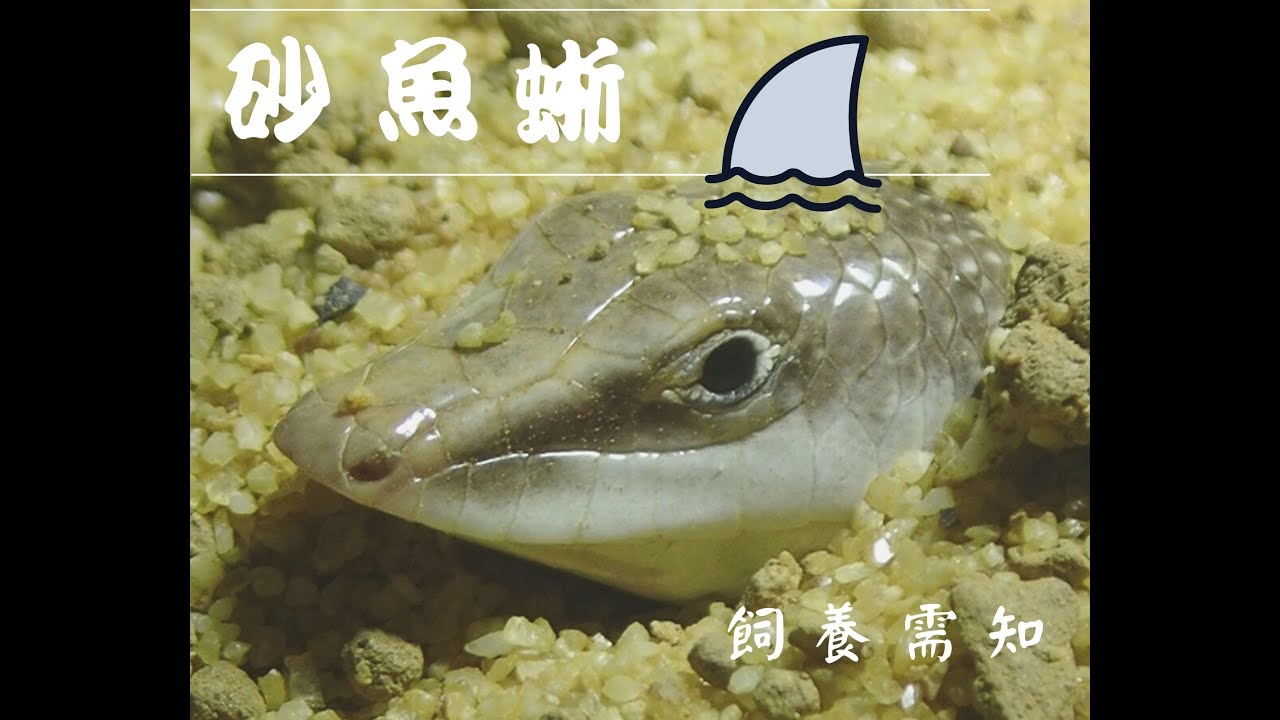 【砂魚蜥】Part 2：新手養砂魚蜥的飼養須知