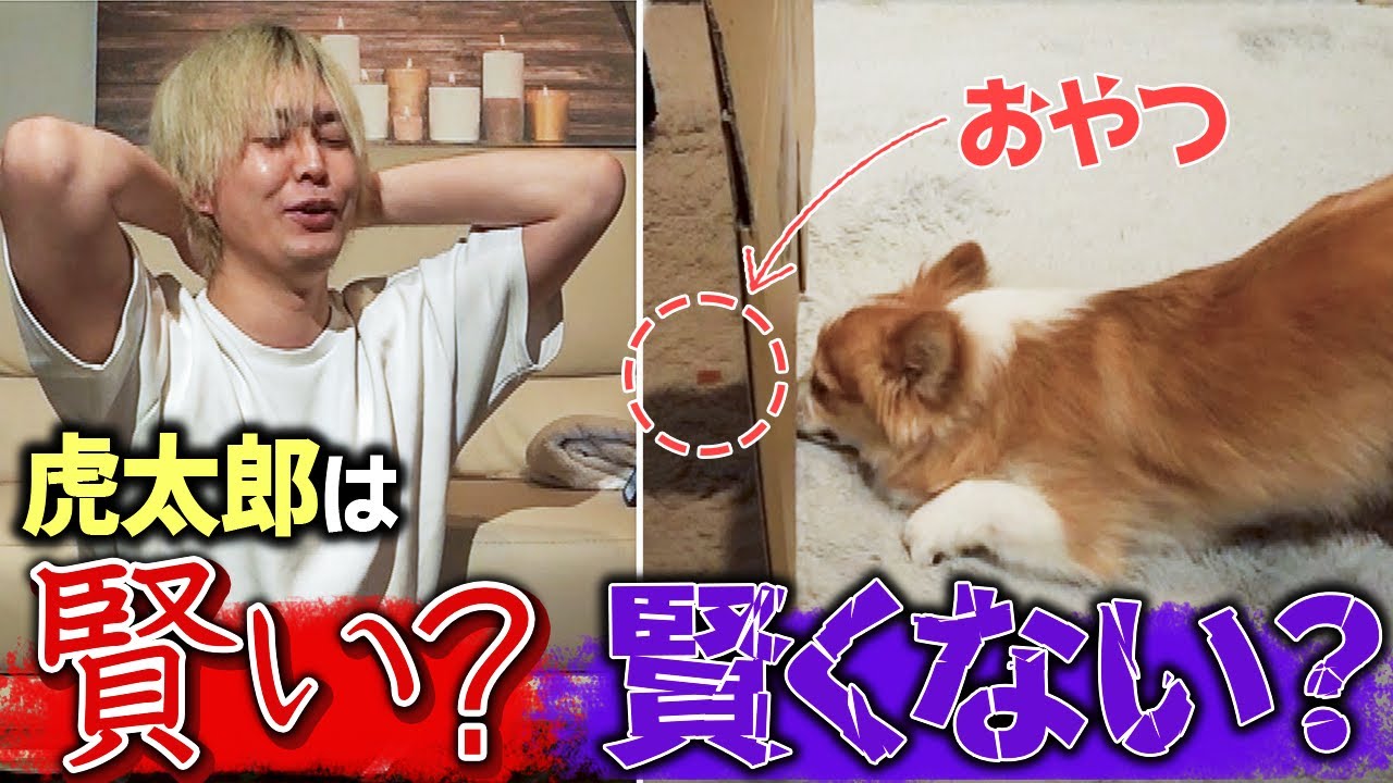 愛犬の知能テストやってみた。