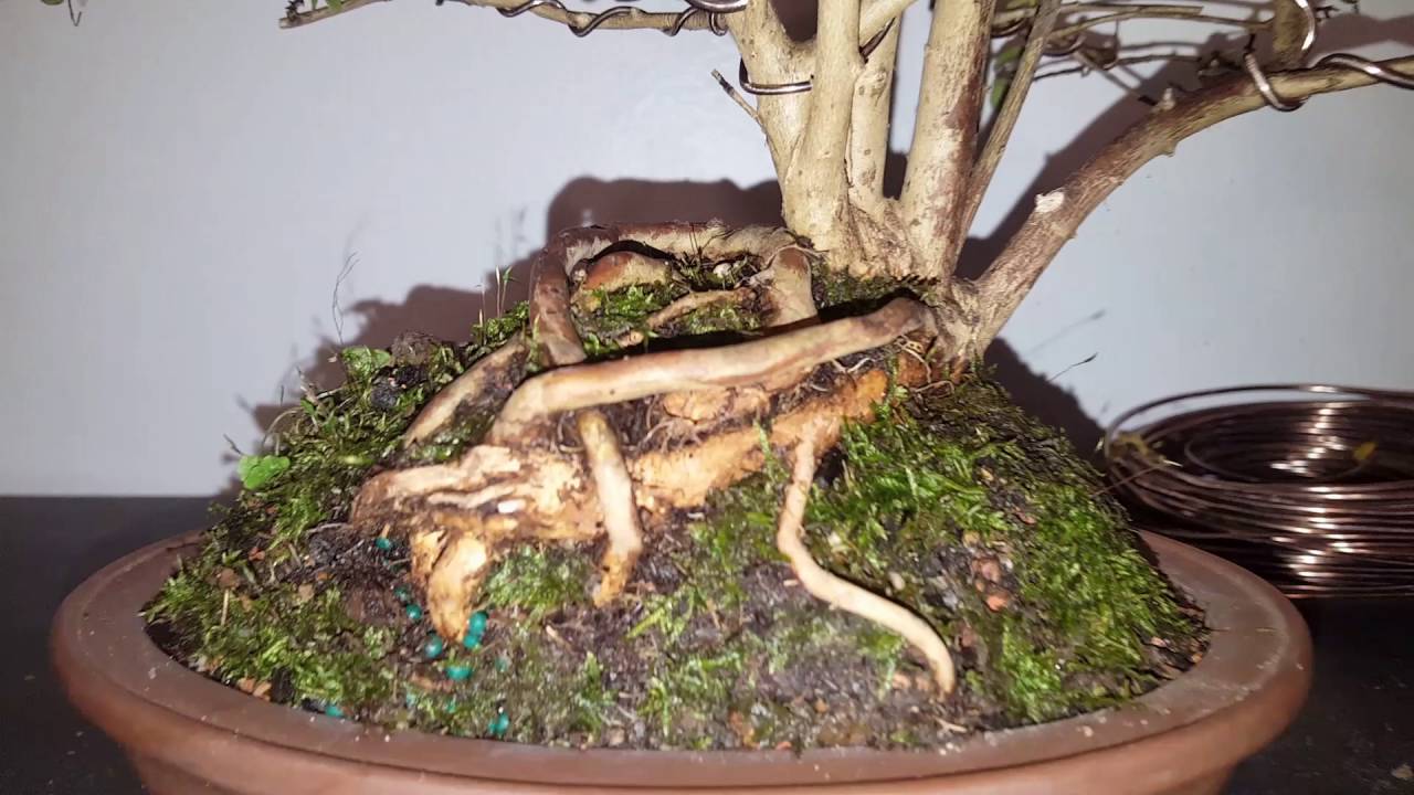 Crape myrtle bonsai Penjin style