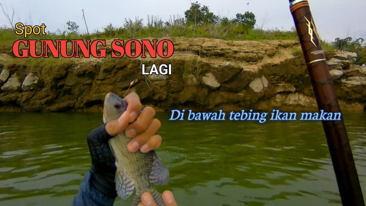 Di Bawah Tebing Gunung Sono Tempat Berkumpulnya Ikan⁉️