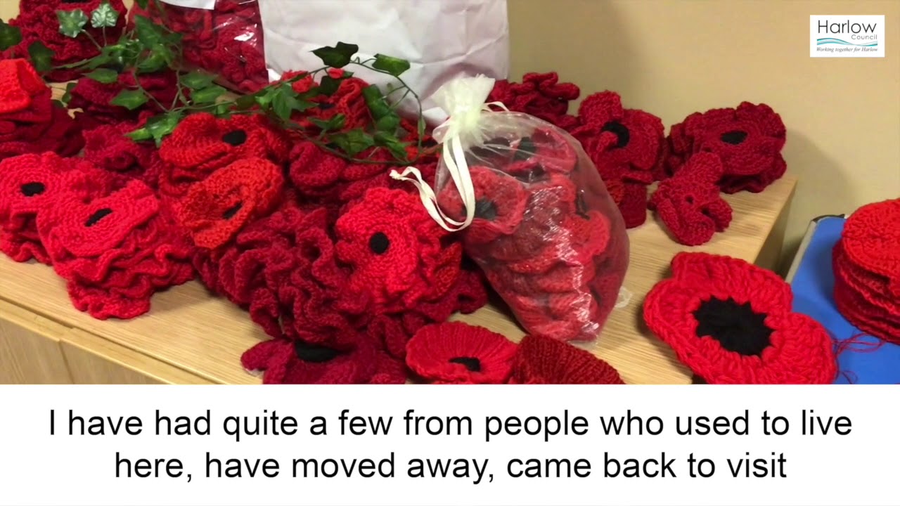 Harlow's poppy displays 2019