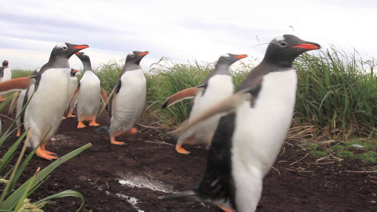 Gentoos Walking Past