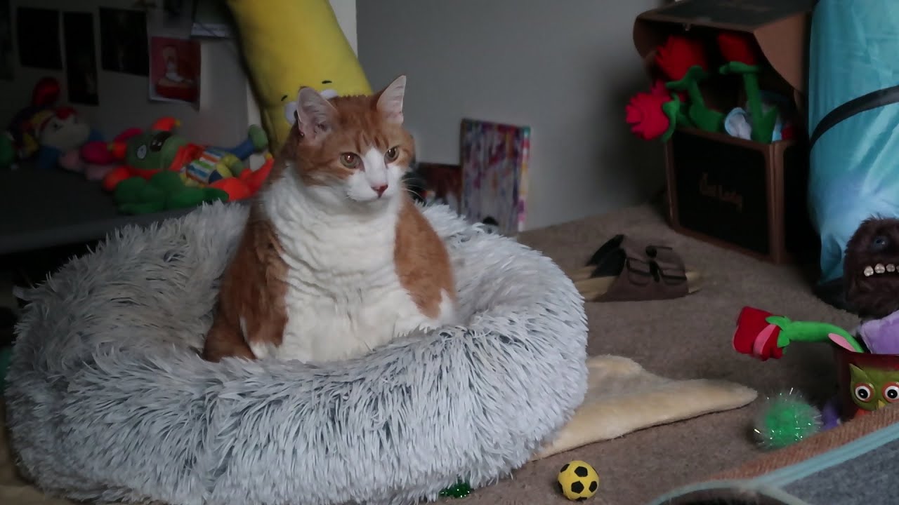 Cat Isn't Scared Of Thunderstorms