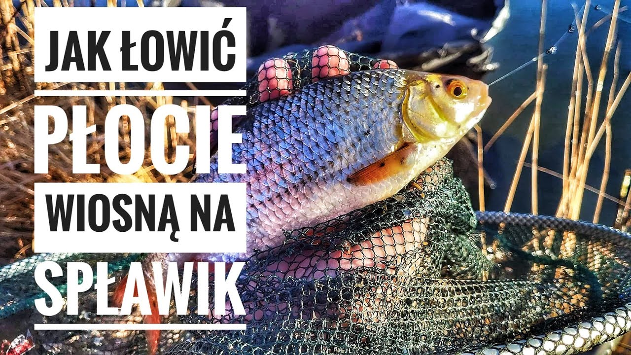 JAK ZŁOWIĆ PŁOĆ WIOSNĄ NA BATA NA SPŁAWIK  SPOSOBT NA piękne GRUBE PŁOCIE #PŁOĆ #SPŁAWIK #WIOSNA