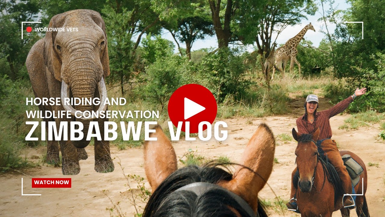 Horse Riding, Wildlife & Conservation in Zimbabwe | An Unforgettable Journey